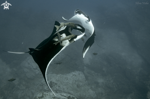 A Mobula Birostris | Giant Oceanic Manta