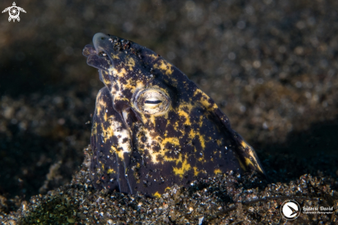 A Marbled Snake Eel