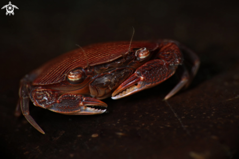 A Crab Lissocarcinus arkati