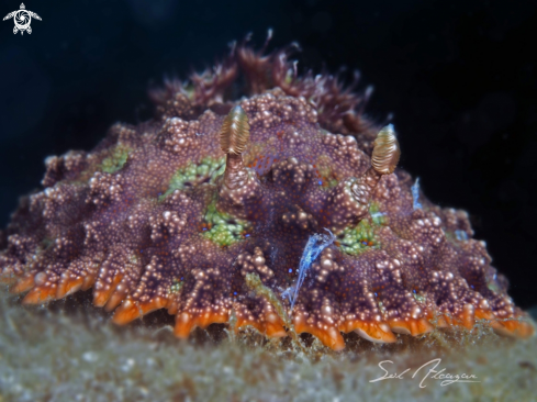 A Miamira miamirana | Nudibranch
