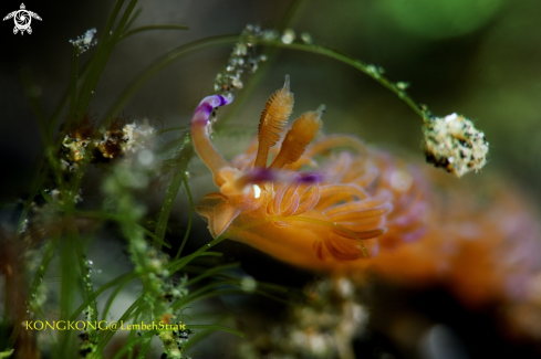 A Nudibranch