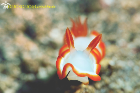 A Nudibranch