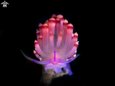 A Flabellina