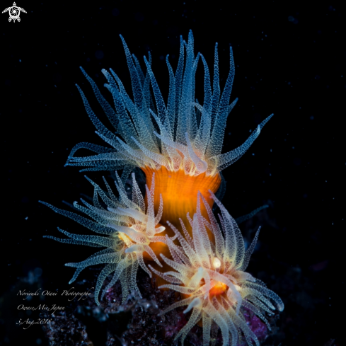 A Dendrophyllia ijimai Yabe & Eguchi, 1934 | Orange cup coral