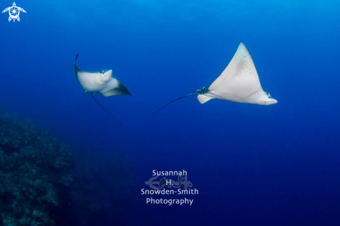 A Eagle Ray Ballet