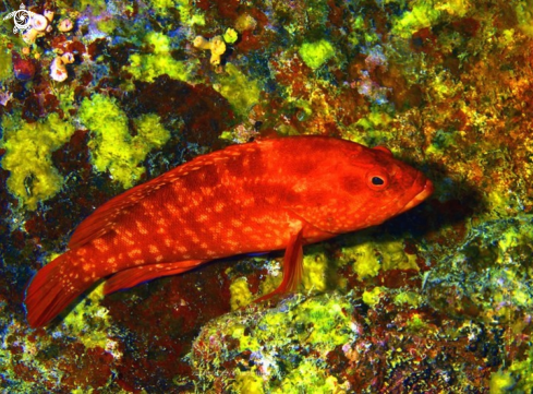 A Red Grouper Mauritius