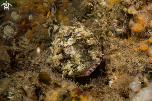 A Taurulus bubalis | Long-spined Sea Scorpion