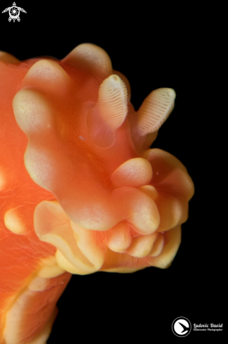 Strawberry Nudibranch