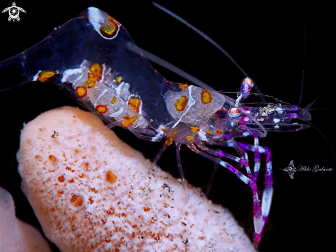 A Ancylomenes luteomaculatus (Okuno & Bruce, 2010)  | Yellow Spotted Anemone Shrimp.