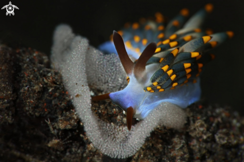 A Nudibranch Trinchesia sp.