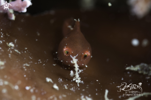 A Japanese Lumpfish