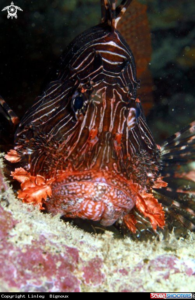 A Lionfish Mauritius