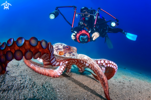 A Octopus vulgaris