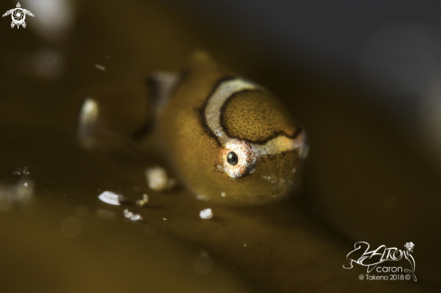 A Japanese Lumpfish