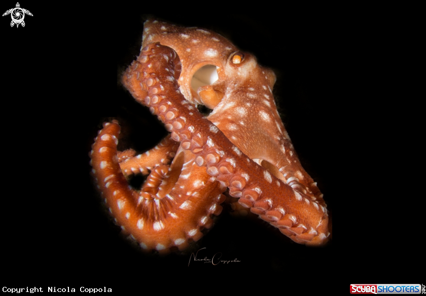 A octopus