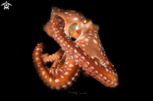A Octopus macropus | octopus
