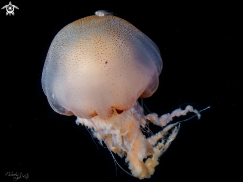 A jellyfish 