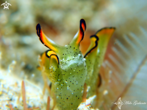 A Elysia marginata | Ornate Sapsucking Sea Slug 