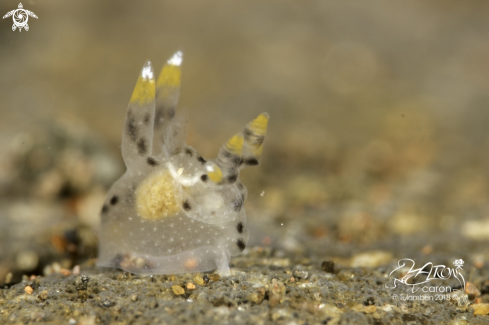 A Pikachu Nudibranch