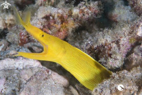 A Rhinomuraena quaesita | Ribbon Eel