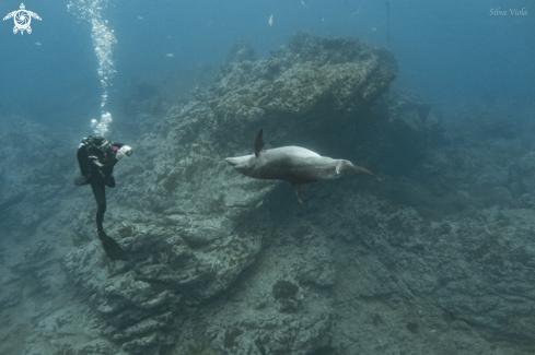 A Tursiops truncatus | Bottlenose Dolphin