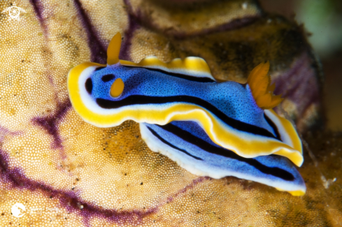 A Chromodoris annae | Anna's Chromodoris Nudibranch