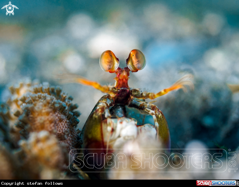 A  Peacock Mantis Shrimp