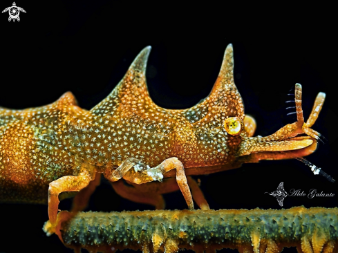 A Miropandalus hardingi (Bruce, 1983)  | Dragon Shrimp 