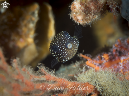 A White spotted boxfish