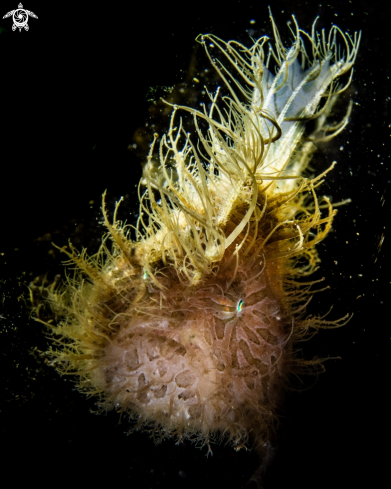 A Hairy frogfish