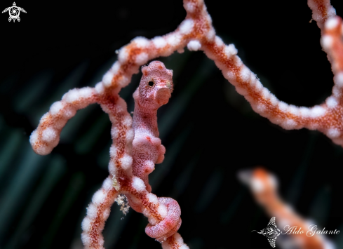 A Denise's Pygmy Seahorse