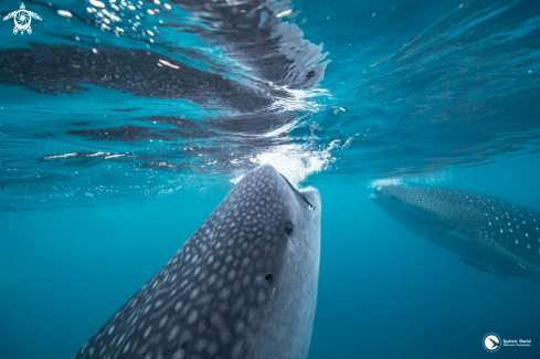 A Rhincodon typus | Whale Shark