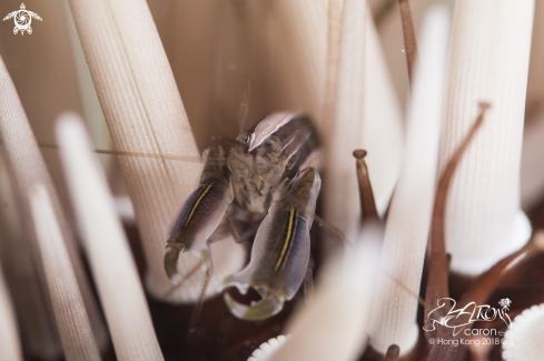 A Sea Urchin Shrimp