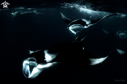 A Reef Manta Ray