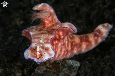 A Ceratosoma trilobatum nudibranch and Emperor shrimp (Periclimenes imperator) 