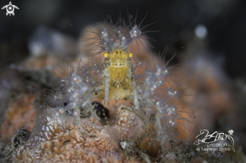 A Decorator Crab