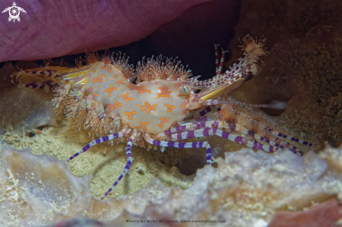 A Saron marmoratus, Marble shrimp | Marble shrimp