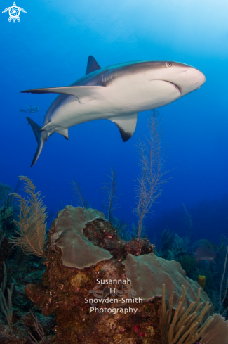 A Carcharhinus perezii) | Caribbean Reef Shark