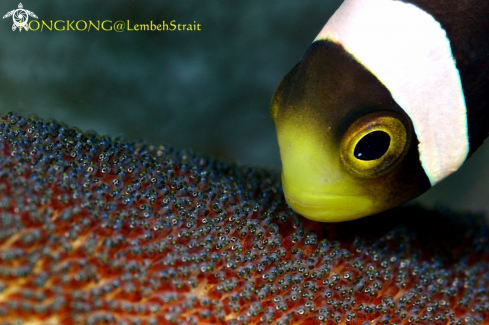 A Sebae Anemonefish