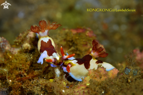 A Nudibranch