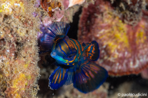 A Synchioropus splendidus | Mandarin Fish