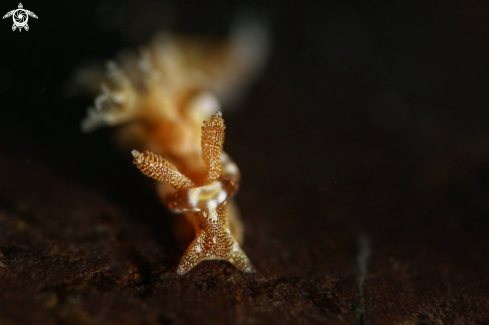 A Nudibranch  Goniodoris joubini