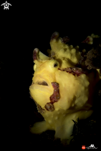 A Painted frogfish