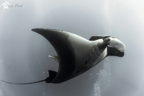 A Giant Oceanic Manta