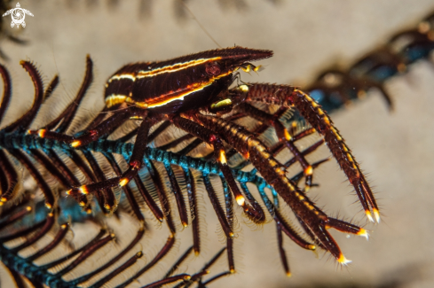 A Elegant crinoid squat lobster