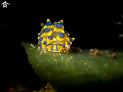 A costasiella sp