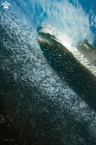 A Sardina | Sardine