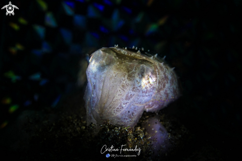 A Pygmy cuttlefish - Sepia sp. | Cuttlefish