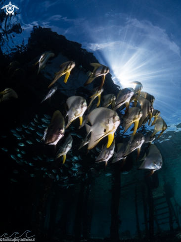 A Longfin spadefish