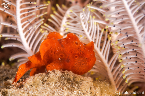 A Painted Frogfish